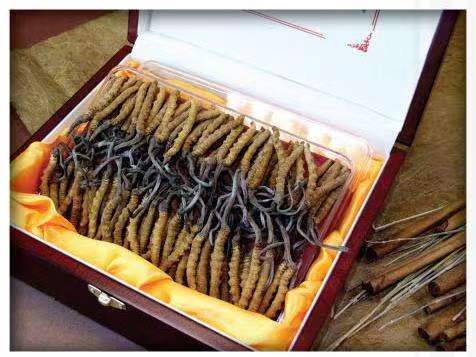 沙湖原种场冬虫夏草回收